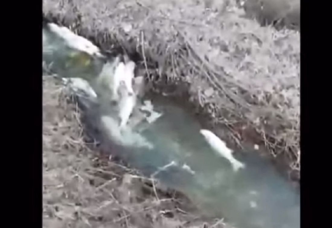 В пензенской соцсети опубликовано видео с пруда, усеянного трупами трехкилограммовых рыбин