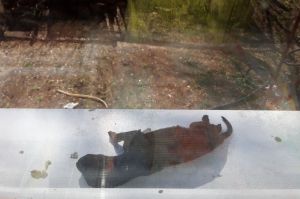 Пензячка рассказала, что ее щенка утопили и подбросили ей же