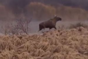 Пензенские рыбаки выложили видео с лесным красавцем