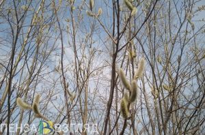 Вербное воскресенье, смертельный пожар и ЧП в шашлычной: новости Пензенской области за 21 апреля
