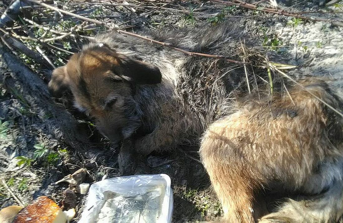 В райцентре Пензенской области дети достали из реки раненую собаку