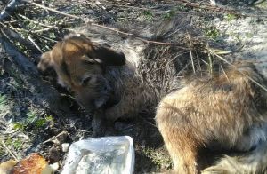 В райцентре Пензенской области дети достали из реки раненую собаку