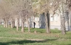 На улицах Пензы днем беспределят писающие «мальчики». Фото