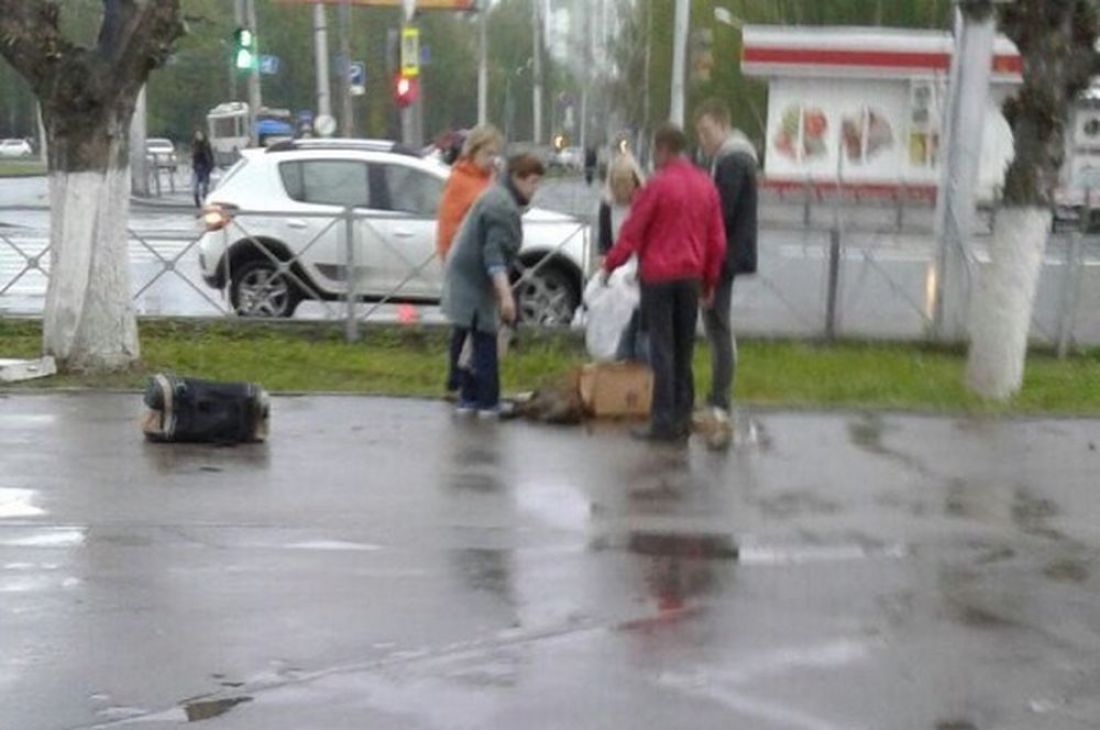 В Пензе горожане пытались помочь сбитой машиной собаке