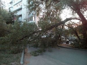 «На злобу дня». В Заречном дерево надломилось и рухнуло на дорогу
