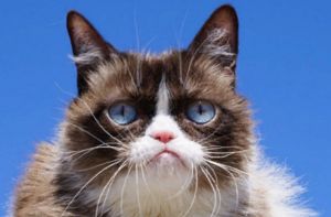 Умерла легендарная «сердитая кошка» Grumpy Cat