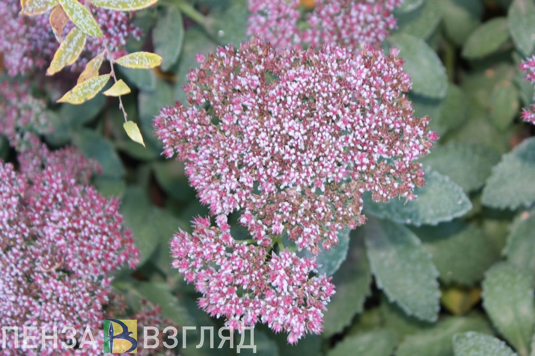 Майские заморозки, ДТП с перевертышем и эвакуация из многоэтажки: новости Пензенской области за 19 мая