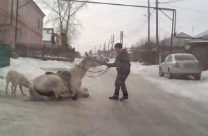 «Она не живодерка». Жители райцентра Пензенской области вступились за хозяйку изможденной лошади