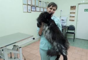 Ветеринарный врач Ольга Воронцова: «Нанесение татуировки под наркозом нельзя считать жестоким обращением с животным»