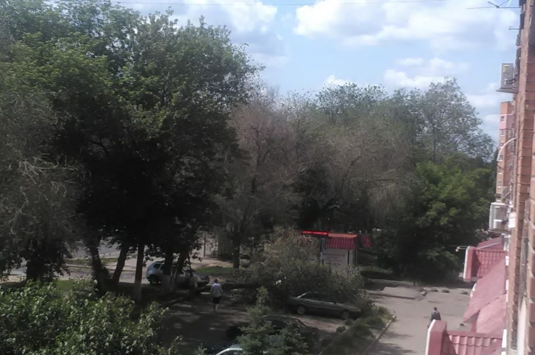 На проспекте Победы в Пензе дерево рухнуло на припаркованные машины. Фото