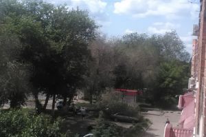 На проспекте Победы в Пензе дерево рухнуло на припаркованные машины. Фото