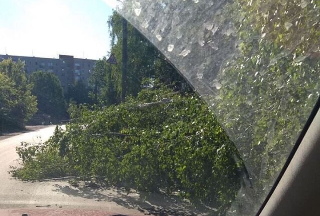 В Пензе на улице Ульяновской на дорогу упало дерево