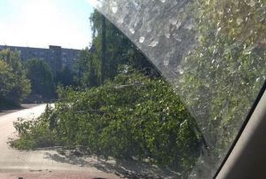В Пензе на улице Ульяновской на дорогу упало дерево