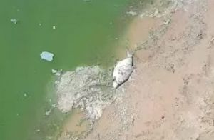 «Вода жесть и вонь». Пензенцы не смогли искупаться в Сурском водохранилище. Видео