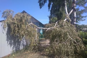 В Сердобске Пензенской области дерево рухнуло на забор и перегородило проход