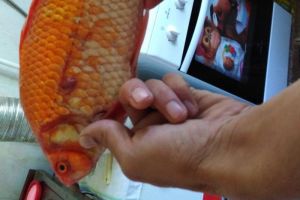 Пензенский рыбак показал пойманную в Синявском пруду золотую рыбку