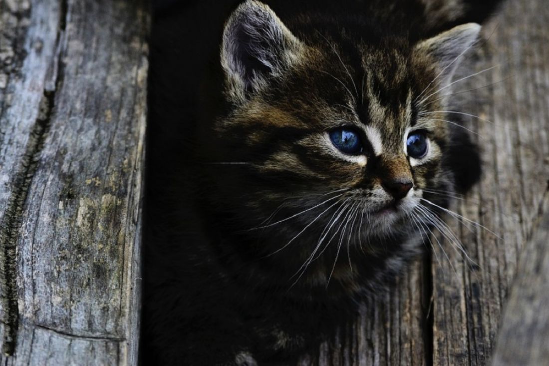 На улице Ладожской в Пензе под капотом машины умирает котенок