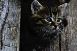 На улице Ладожской в Пензе под капотом машины умирает котенок