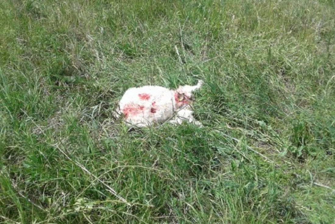 «Когда этот бардак закончится?» В Пензенской области бродячие собаки загрызли двух козлят