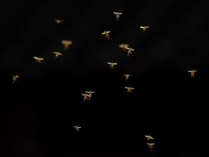 Тапок, пылесос или прогресс? Топ-7 средств от комаров