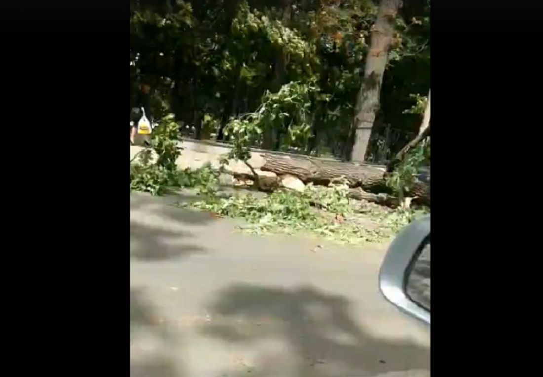 Появилось видео рухнувшего на улице Лермонтова дерева