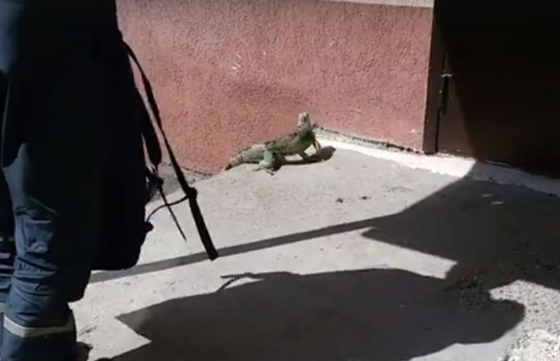 Момент поимки игуаны на улице в Пензе сняли на видео