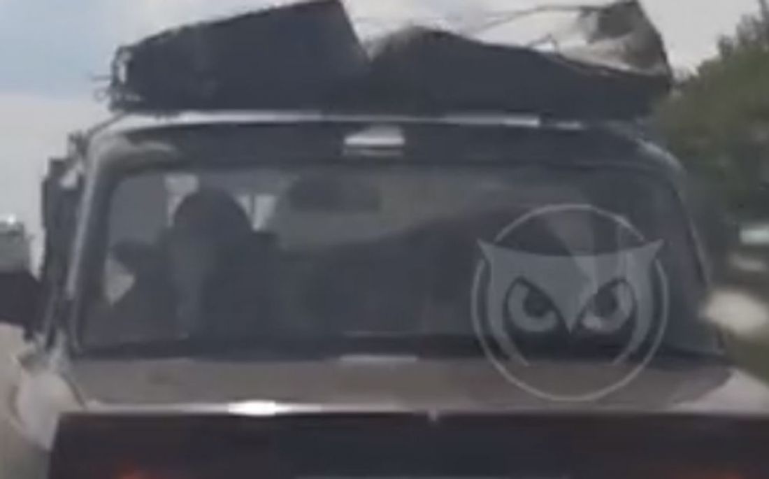 Пензенец провез корову на заднем сидении легкового авто. Видео