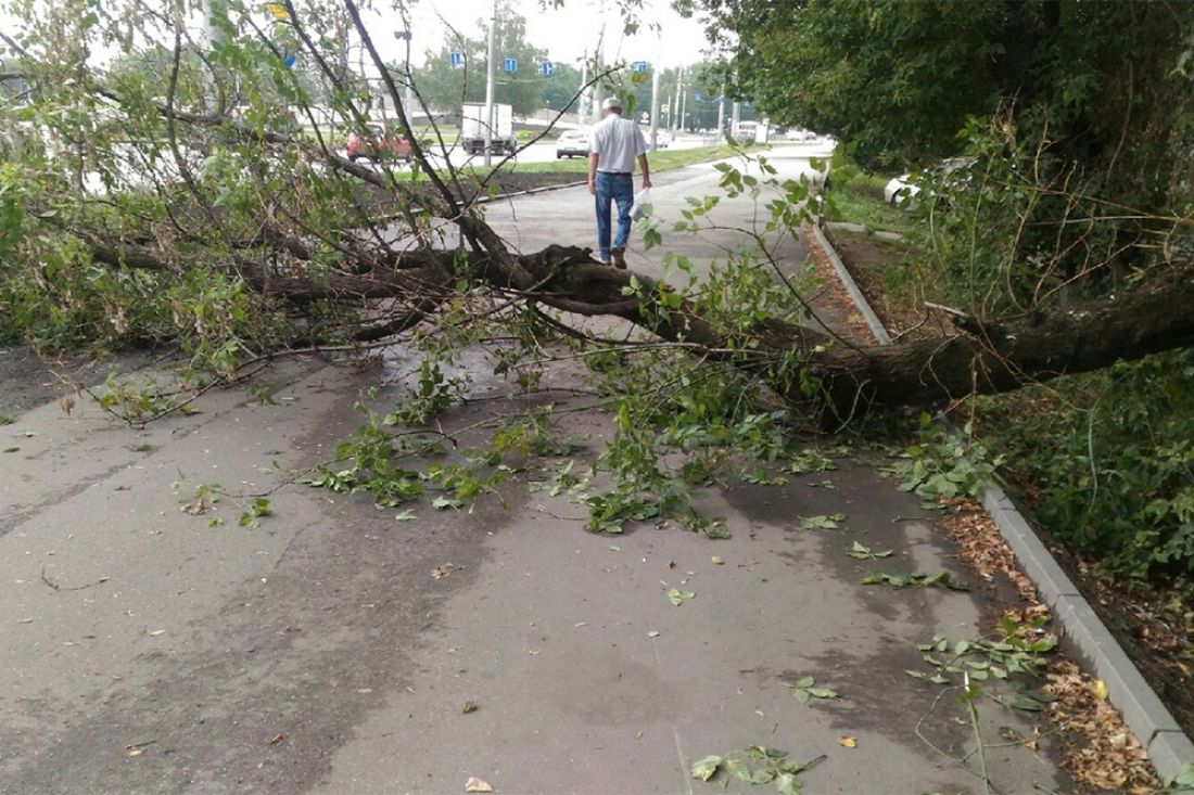 На проспекте Пензы дерево рухнуло поперек пешеходной дорожки