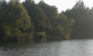 На пензенском пляже в районе ГПЗ орудуют браконьеры
