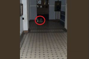 В Пензенской картинной галерее замечены призраки котят