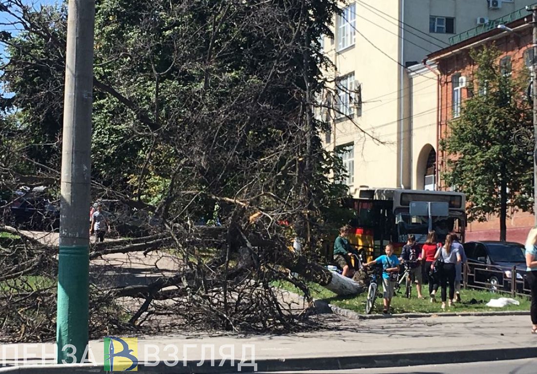 На перекрестке в центре Пензы дерево рухнуло на тротуар