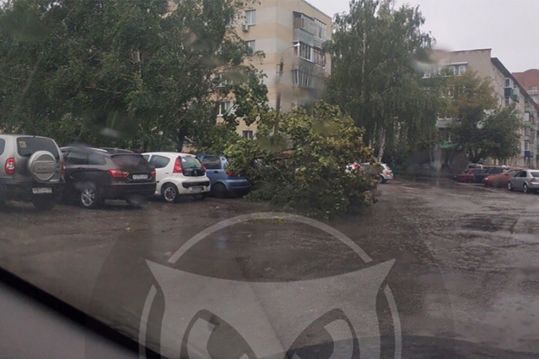 На Западной поляне в Пензе дерево упало на припаркованные машины