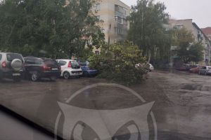 На Западной поляне в Пензе дерево упало на припаркованные машины