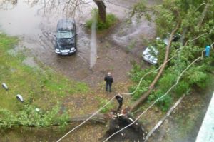 В Кузнецке дерево рухнуло на автомобиль