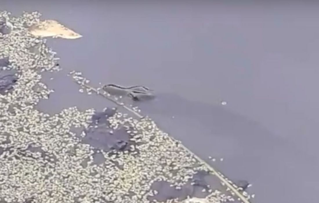 Пензенские рыбаки стали свидетелями замора рыбы. Видео