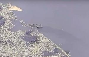 Пензенские рыбаки стали свидетелями замора рыбы. Видео