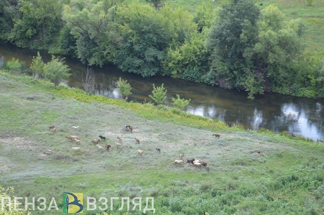 Утонувший охранник, пропавшие подростки и оплата школьного питания: новости Пензенской области за 15 августа