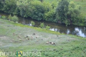 Утонувший охранник, пропавшие подростки и оплата школьного питания: новости Пензенской области за 15 августа