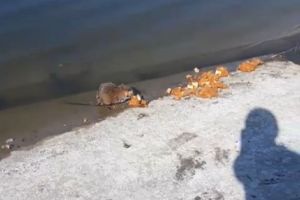 Пензячка удивилась, увидев на пляже у 6-ой горбольницы ондатру