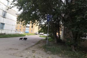 В пензенской Терновке заметили двух бегающих парнокопытных