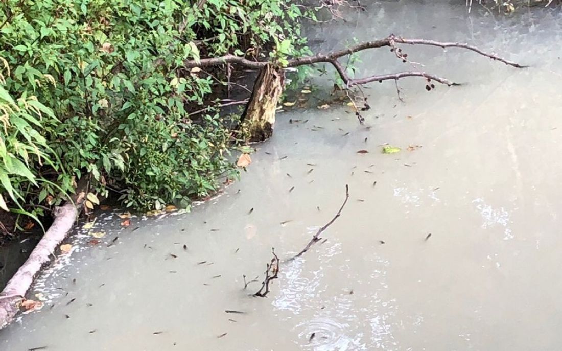 Появилось видео с реки Инра в Пензенской области, где вода приобрела цвет молока