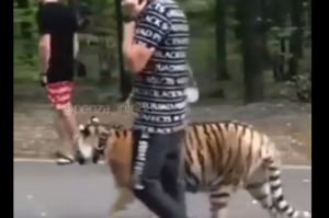 Пензенцы смущены гуляющим по Олимпийской аллее тигром