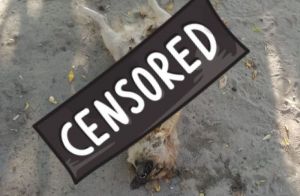 Жители райцентра Пензенской области переругались из-за мертвой собаки на улице