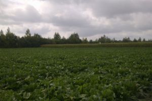 В Пензенской области произвели 500 тонн сахара