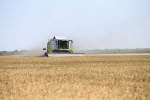 Подсчитан ущерб аграриев от засухи в Пензенской области