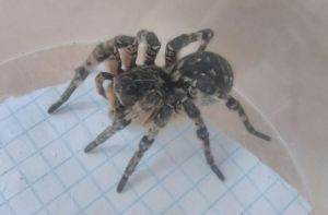 Жители Пензенской области сигнализируют о нашествии тарантулов. Фото