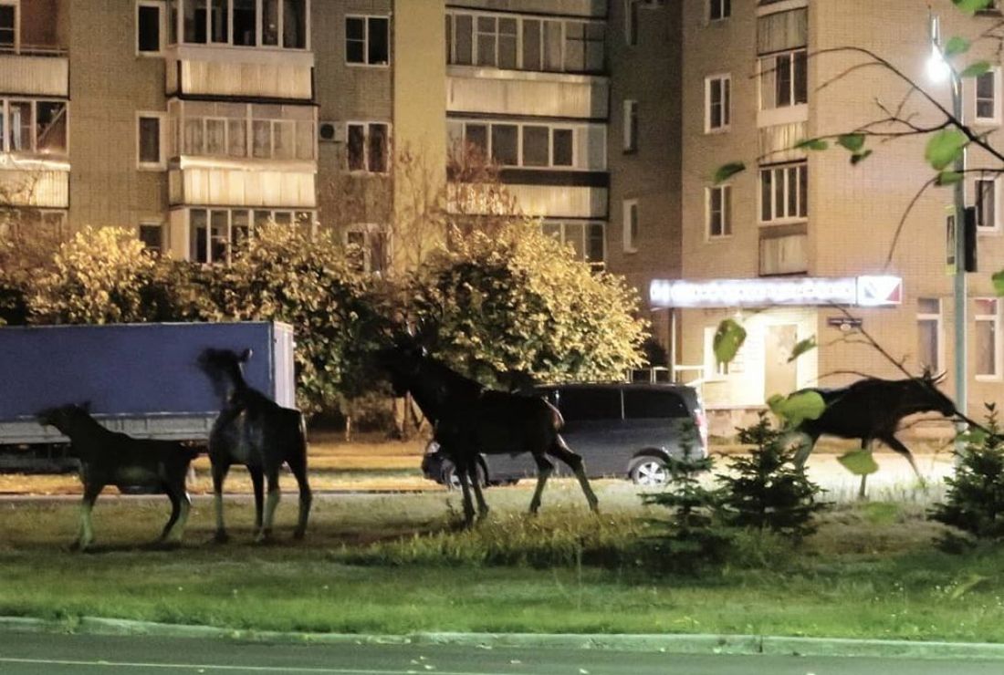 В Пензенской области лось-самец атаковал лосиную «семью». Фото