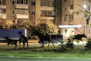 В Пензенской области лось-самец атаковал лосиную «семью». Фото