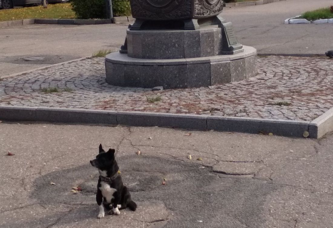 В соцсетях Пензы рассказали о «Хатико» с Московской улицы. Фото