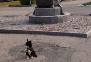 В соцсетях Пензы рассказали о «Хатико» с Московской улицы. Фото